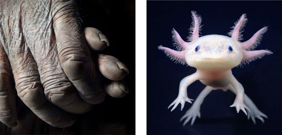 animalphoto 10