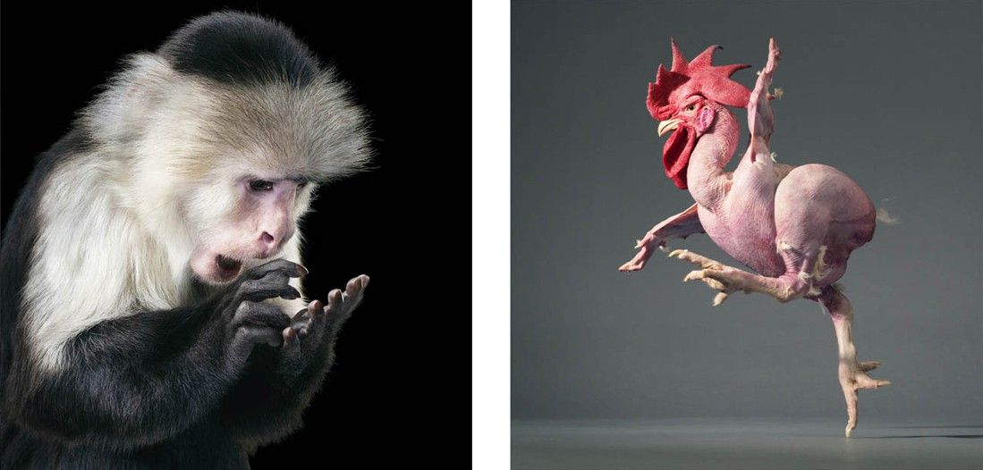 animalphoto 12