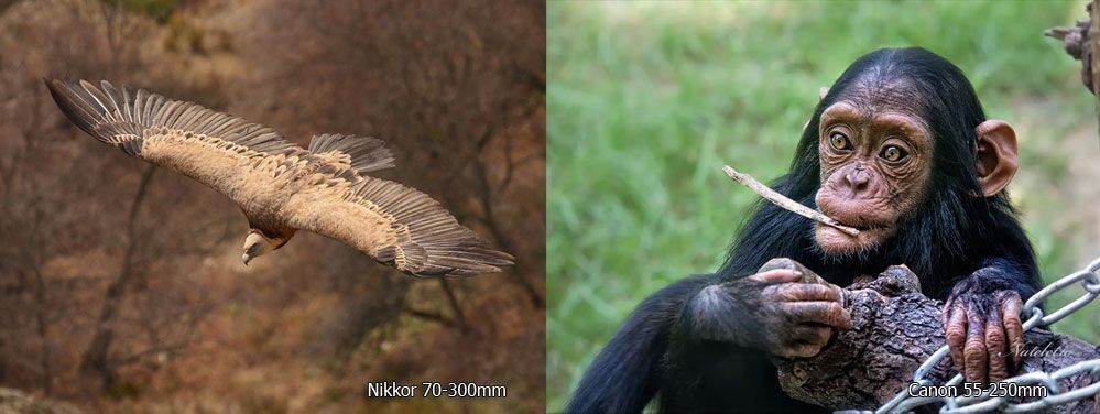 nikkor 70 300 Canon 55 250