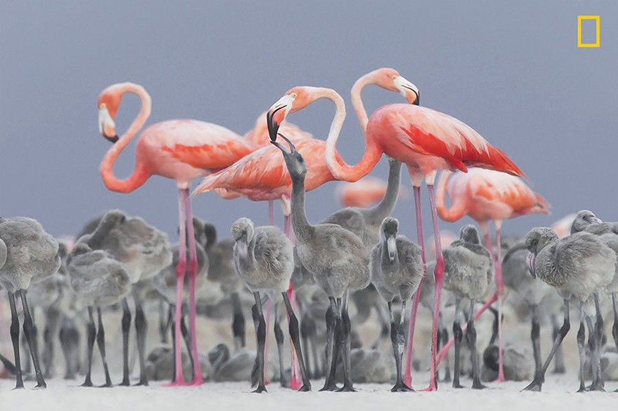 National Geographic best picture 2
