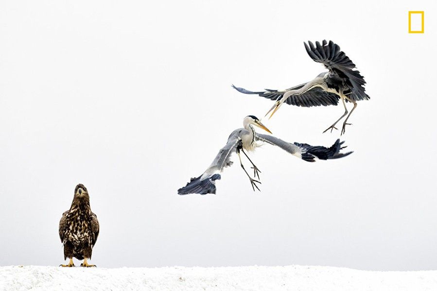 National Geographic best picture 3