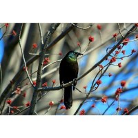 Объектив Tamron AF 18-270mm F/3,5-6,3 Di II VC PZD Macro для Canon 3