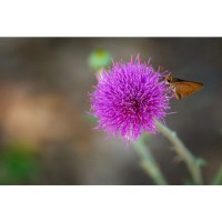 Объектив Tamron AF 70-300 F/4-5,6 Di VC USD для Nikon 1