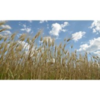 Объектив Tamron SP AF 17-50mm F/2,8 XR Di II LD Asp. (IF) для Canon 2