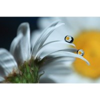 Объектив Tokina AT-X M100 PRO D AF 100mm f/2.8 Macro (Nikon) 2